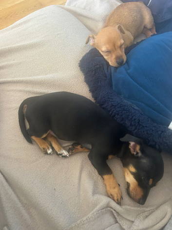 3/4 jack x patterdale