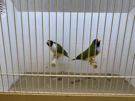 Pair of Gouldian Finches For Sale