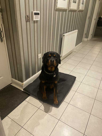Rottweiler male for studding pedigree