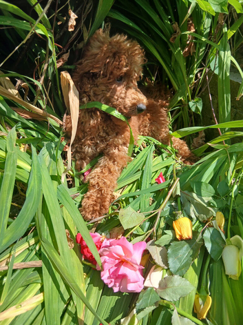 Miniature Poodle.
