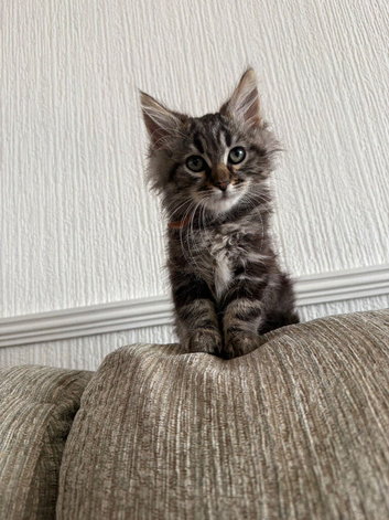 British long hair x bengal