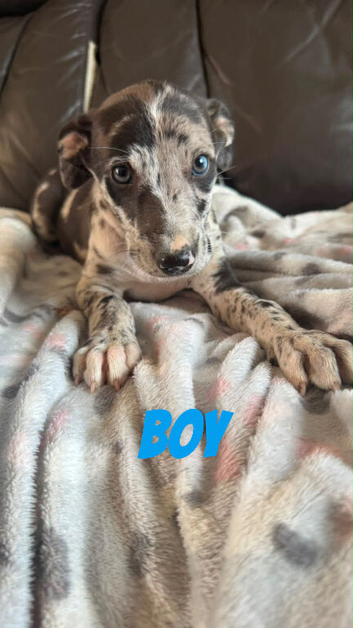 COLLIE X WHIPPET PUPPIES FOR SALE!