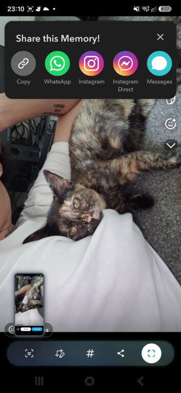bengal torti female kitten