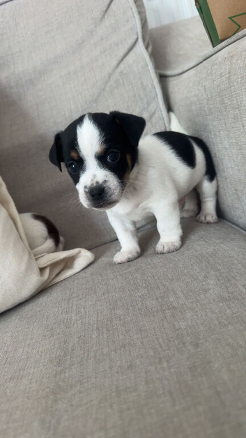 Jack Russels