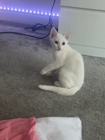 White kitten