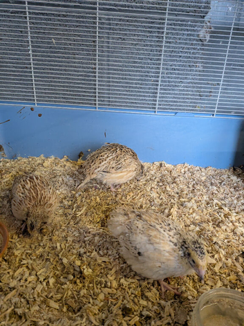 Beautiful Quails For Sale