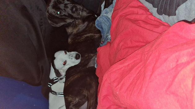 7 month female cane corso
