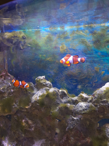 Pair breeding clown fish, coral banded shrimp and yellow headed jawfish