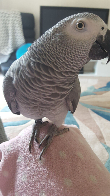 Tamed 15 year old African Grey