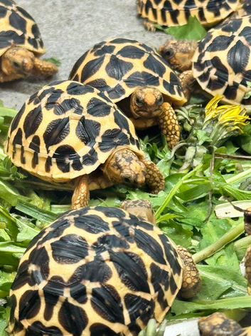 CB26 Indian Star Tortoises for sale