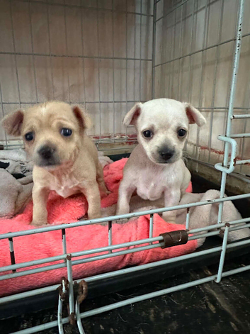 Beautiful smooth hair chihuahua puppies