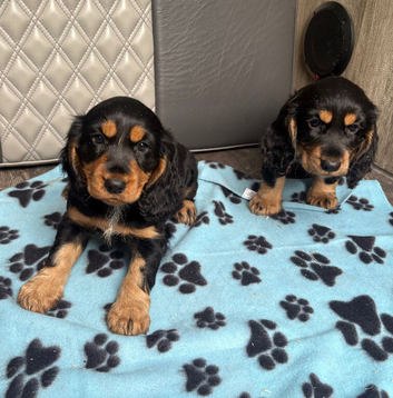 Cocker Spaniel Pups