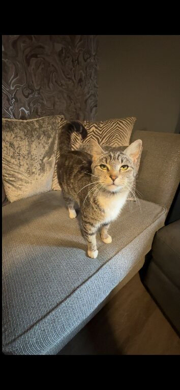 Tabby cat