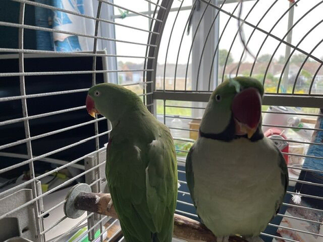 Alexandrine parrots - NO BIRD SELLERS PLEASE - ONLY LOOKING FOR PEOPLE THAT WOULD LOVE TO HAVE A PET LONGTERM!!!