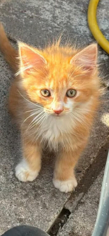 Maine coon kitten