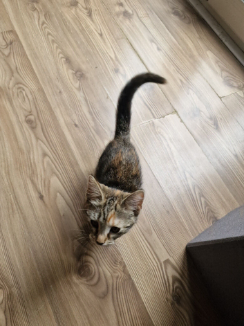 18 week old cat