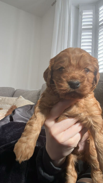 My beautiful girl had a beautiful litter