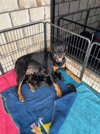 Healthy DNA Clear German Bloodlines Rottweiler Puppies Girls And Boys