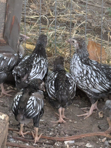 Wyandotte chicks