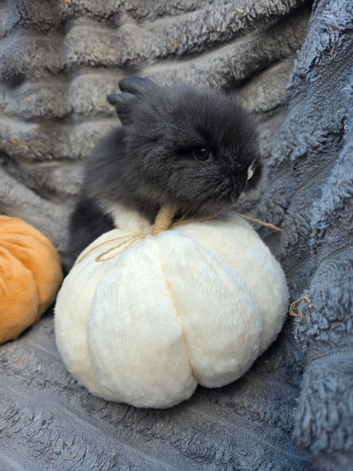 Double mane lionhead bunny