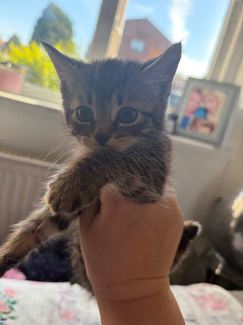 Kitten
