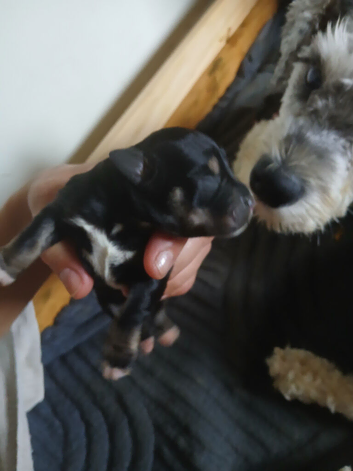 KC reg Miniature Schnauzer pups