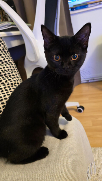 Lovely 5-Month-Old Female Kitten (Mixed Breed)