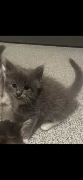 Beautiful kittens fluffy