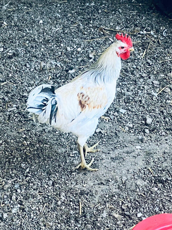Chicken