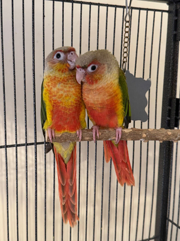 Beautiful 2026 Hand Reared Conures For Sale