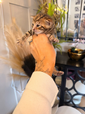 6 gorgeous Bengal kittens