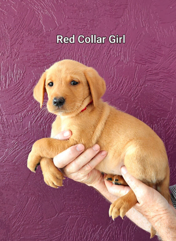 Gorgeous Kc Reg Fox Red Labs From Health Tested Parents