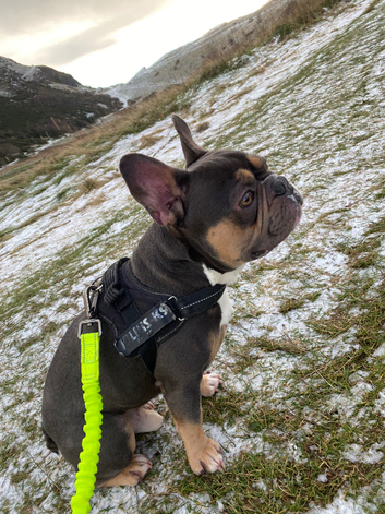 Tri-Colour KC French Bulldog Stud - Edinburgh