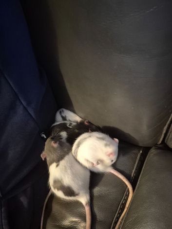 4 female rats