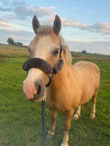 Beautiful palomino Welsh c