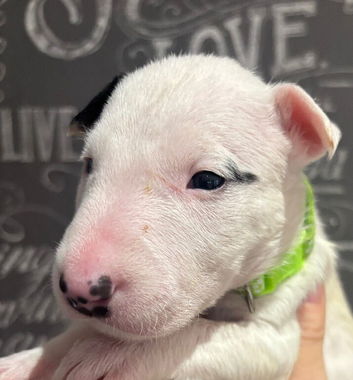 Beautiful Bullterrier pups