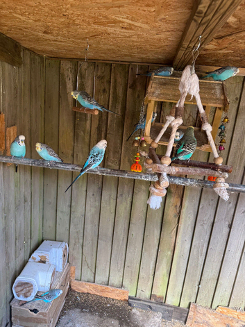 Budgies for sale