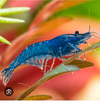 Blue cherry shrimp