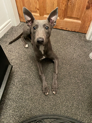 Blue Whippet Male