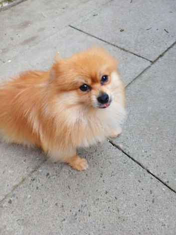 Beautiful pom male