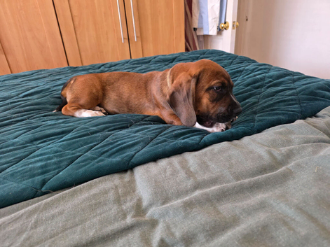 Puppy Basset cross
