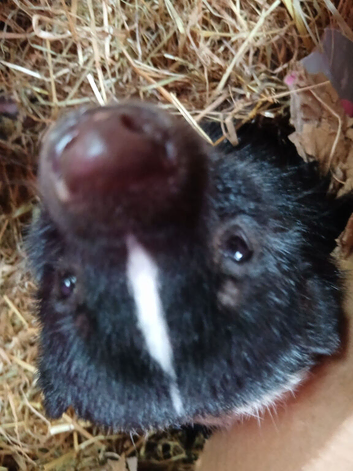 Skunks for sale