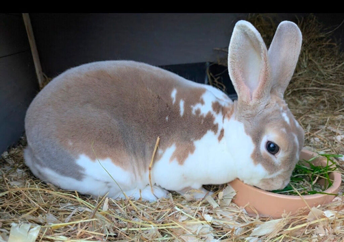 mini rex buck for sale