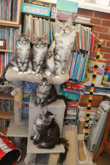TICA Registered Maine Coon Kittens, Both parents DNA tested Negative.