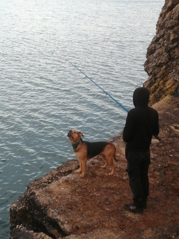 Bull mastiff, Staffy cross for stud