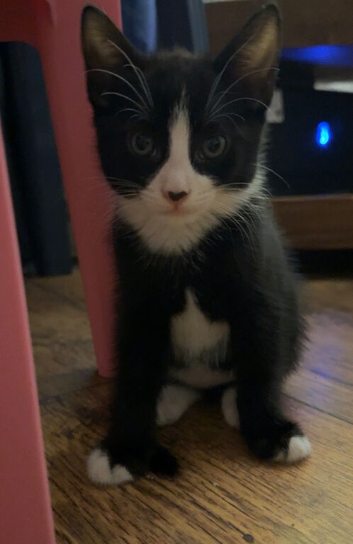 Male kitten