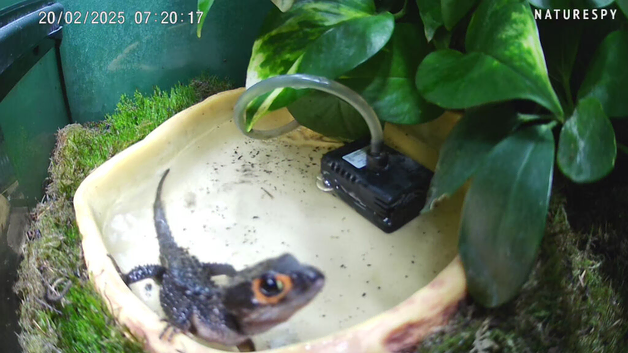 2 Red Eye Crocodile Skinks for Sale