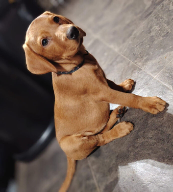 Ready/vet checked Fox red labradors