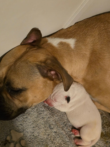 American bulldog/xl bulldog puppies