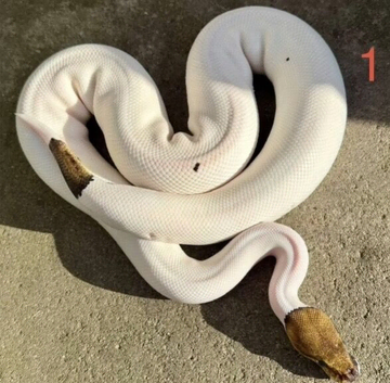 Black pastel leopard pied ball python